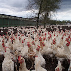 kippenboerderij_limburg.jpg