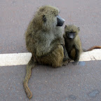 Paviane auf der Straße © Fotos: Doreen Schütze | Outback Africa Erlebnisreisen