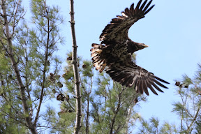 OK, this young Bald Eagle landed not 70 feet above us, eyeballed us, then flew. Bob caught this and the following three images - this is NOT cropped!