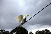 Cockatoo on the power line