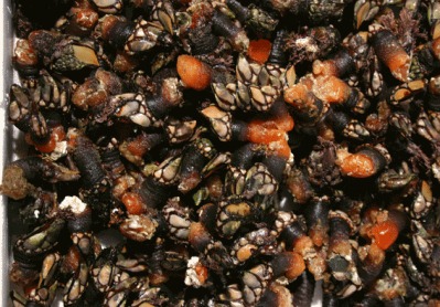 percebes percebes