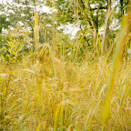 2010Toronto_AnaKapodistria.jpg