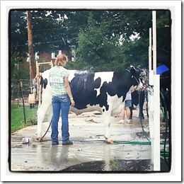 cow wash fair