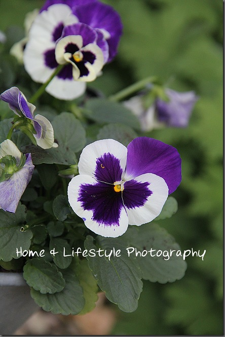 Home & Lifestyle Home & Lifestyle