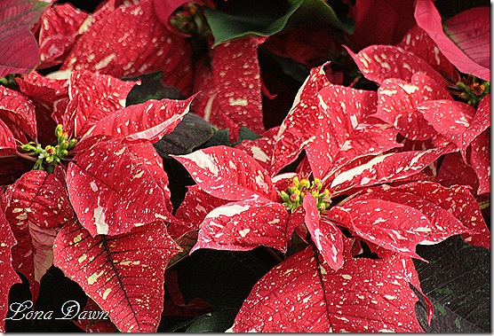 Poinsettia_P_Dec2