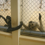 Monkeys in Love
