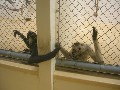 Monkeys in Love