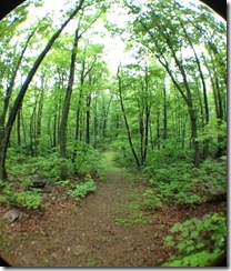 SueReno_BoydBigTreePreserve_Path