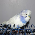 Coco.JPG