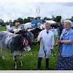 Cattle 006.jpg