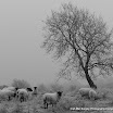 Valerie Robus-Frost And Fog.jpg