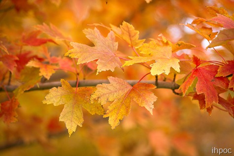 IMG_6009 IMG_6009