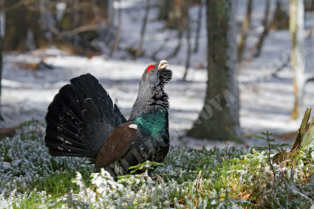 Prosta_1N_Marjan_Cigoj_B2_Jutranja budnica.jpg