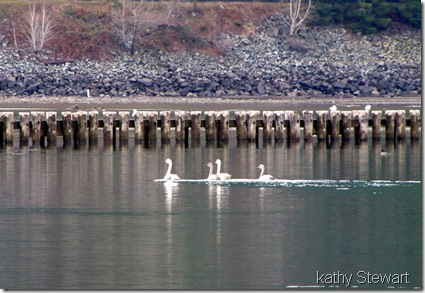 Tundra Swans