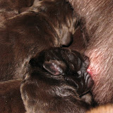 newbornnadja