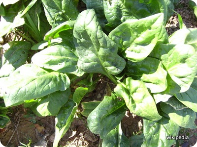 波菜 波菜