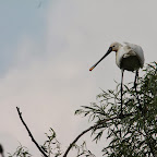 IMG_6672.JPG