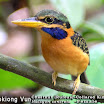 Cestnut-collared kingfisher-01.jpg