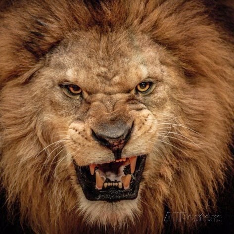 [nejron-photo-close-up-shot-of-roaring-lion%255B4%255D.jpg]