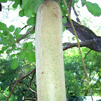 Die Früchte des Sausage-Trees sehen tatsächlich wie eine Wurst aus. © Foto: Jens Döring | Outback Africa Erlebnisreisen