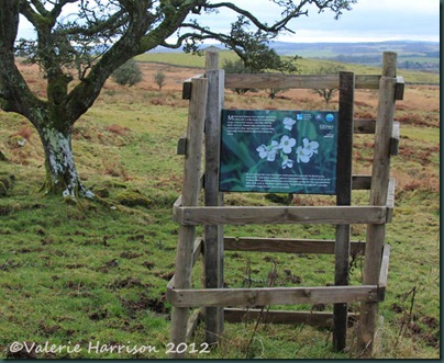 12-cuckoo-flower-sign