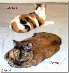 Patches & Prime-1 (Small)