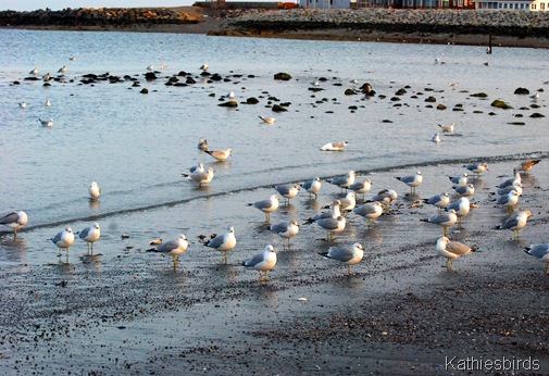9. more gulls-kab
