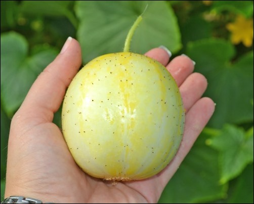 yellow cucumber