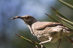 Curve Billed Thrasher Worm BSP