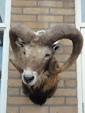 Photo8 111105 Wildwedstrijd