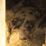 Ein hällisches Landschwein, fast. Stockholm - 3 Tag 274.jpg