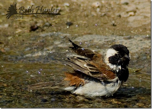 cr-sparrow-bath