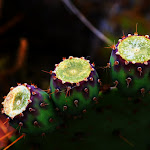 IMG_4242.JPG
