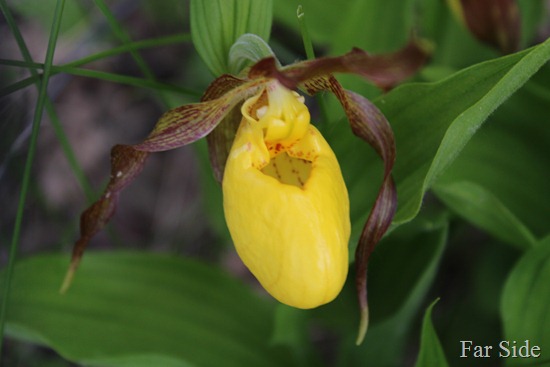 Yellow Lady Slippers