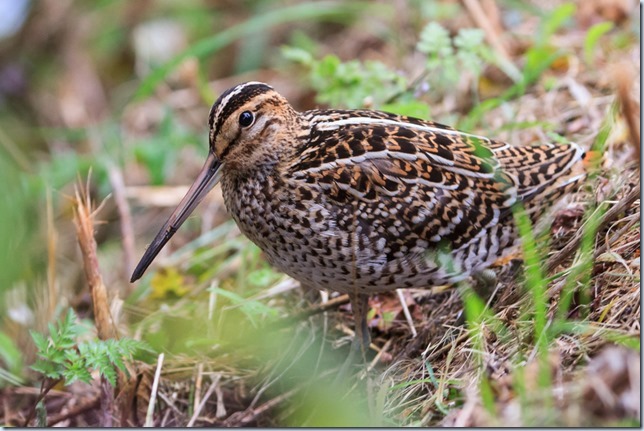 GreatSnipe_Kilnsea-3