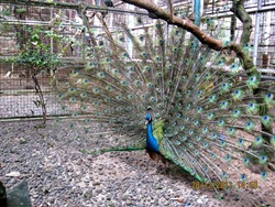 Pavo muticus - Green Peafowl - Merak Hijau
