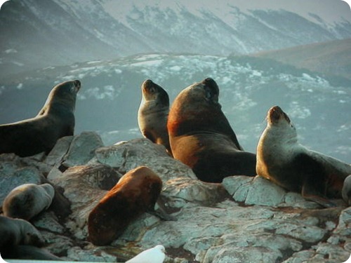 el_calafate_focas el_calafate_focas