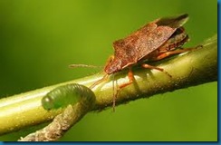 predatory stink bug predatory stink bug