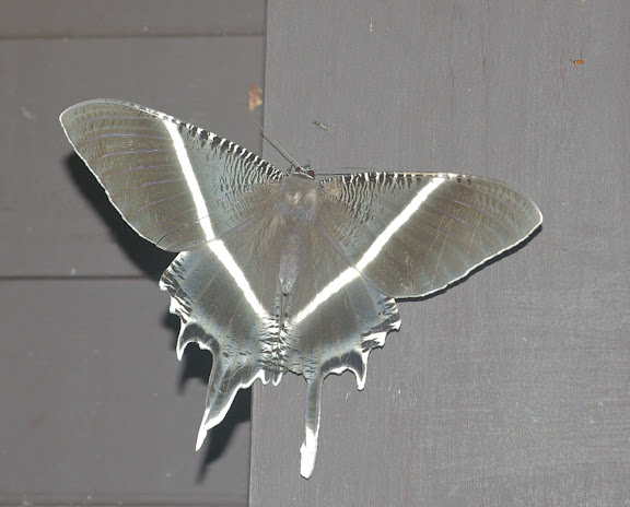 Uraniidae : Lyssa menoetius HOPFFER, 1856. Sepilok, 10 août 2011. Photo : J.-M. Gayman