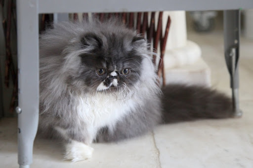 I'm so excited Kublai Khan and I have been allowed to explore more of the house...these cool marble floors in the kitchen are fun to slide around on!