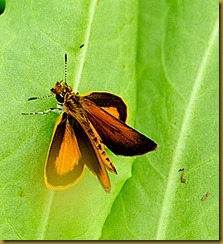 untitled Least Skipper_ROT9719 August 08, 2011 NIKON D3S