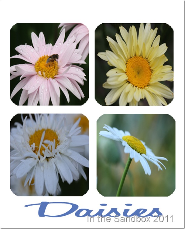 Daisy mosaic