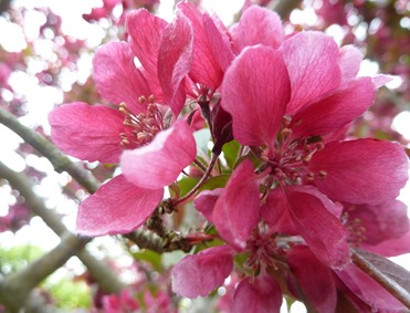 pink blossom