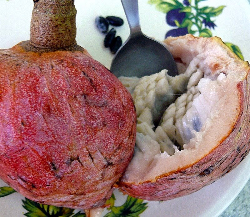 [Annona%2520reticulata%2520red%255B4%255D.jpg]