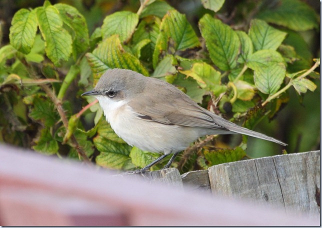 eastern_lesser_whitethroat