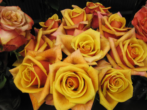 These roses are called 