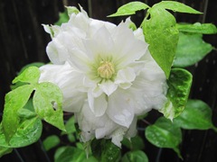 Double white clematis normal bloom open 2013