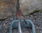 But why, little finch, are you sitting so low to the ground?  Is there something wrong?