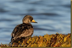 American (Black) Scoter