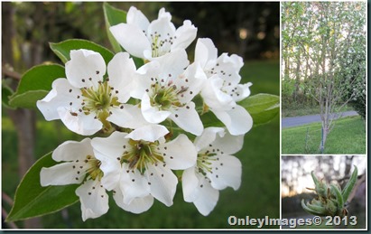 pear blossoms collage